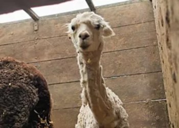 PM apreende 43 lhamas e alpacas transportadas sem documentação na divisa do Acre com Rondônia