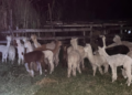 PF investiga destino de lhamas apreendidas no Acre; animais estão sob cuidados de ONG em Porto Acre