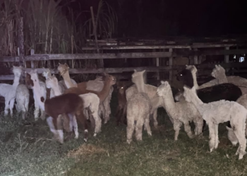 PF investiga destino de lhamas apreendidas no Acre; animais estão sob cuidados de ONG em Porto Acre