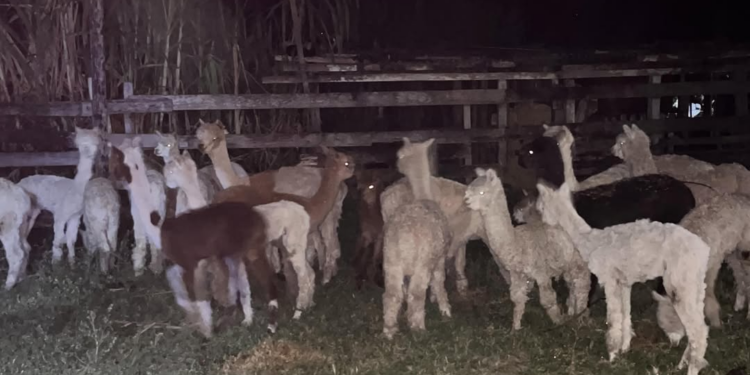 PF investiga destino de lhamas apreendidas no Acre; animais estão sob cuidados de ONG em Porto Acre