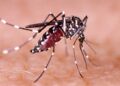 Acre registra queda de 75% nos casos prováveis de dengue em 2026
