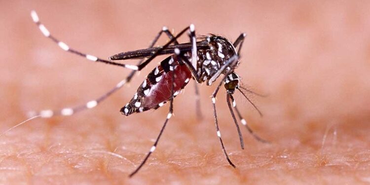 Acre registra queda de 75% nos casos prováveis de dengue em 2026